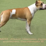 Занятия йогой, фитнесом в спортзале Амстафф Самара