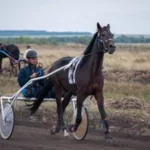 Занятия йогой, фитнесом в спортзале Бузулукский спортивный клуб ДОСААФ России Бузулук