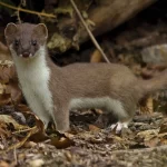 Занятия йогой, фитнесом в спортзале Горностай Ermine Великий Новгород