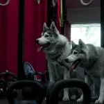 Занятия йогой, фитнесом в спортзале Хаски Красноярск