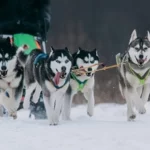 Занятия йогой, фитнесом в спортзале Хаски Красноярск