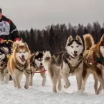 Занятия йогой, фитнесом в спортзале Хаски Красноярск
