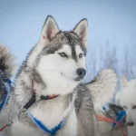 Занятия йогой, фитнесом в спортзале Хаски Минусинск