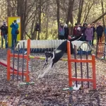 Занятия йогой, фитнесом в спортзале Кинологический центр Сокольники Москва