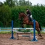 Занятия йогой, фитнесом в спортзале Конный спорт Новосибирск