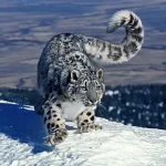 Занятия йогой, фитнесом в спортзале Снежный барс Красноярск