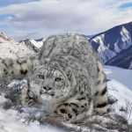 Занятия йогой, фитнесом в спортзале Снежный барс Красноярск