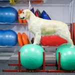Занятия йогой, фитнесом в спортзале Sobaki Club Москва