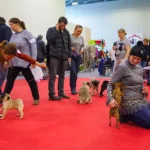 Занятия йогой, фитнесом в спортзале Sobaki Club Москва