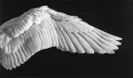 Спортивный клуб Wings' Club